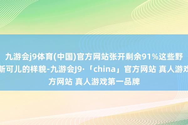 九游会j9体育(中国)官方网站张开剩余91%这些野心以其簇新可儿的样貌-九游会J9·「china」官方网站 真人游戏第一品牌